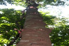 Humboldtia bourdillonii